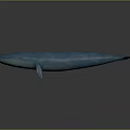 Blue Whale 3D Model Displayed Against Gradient Gray Black Background 3d model