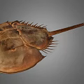 Horseshoe Crab With Brown Shell Long Tail And Sharp Spikes On Gray Background 3d model