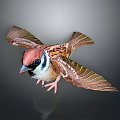 Flying Sparrow With Red Head And Brown White Feathers Spread Wings On Gradient Gray Background