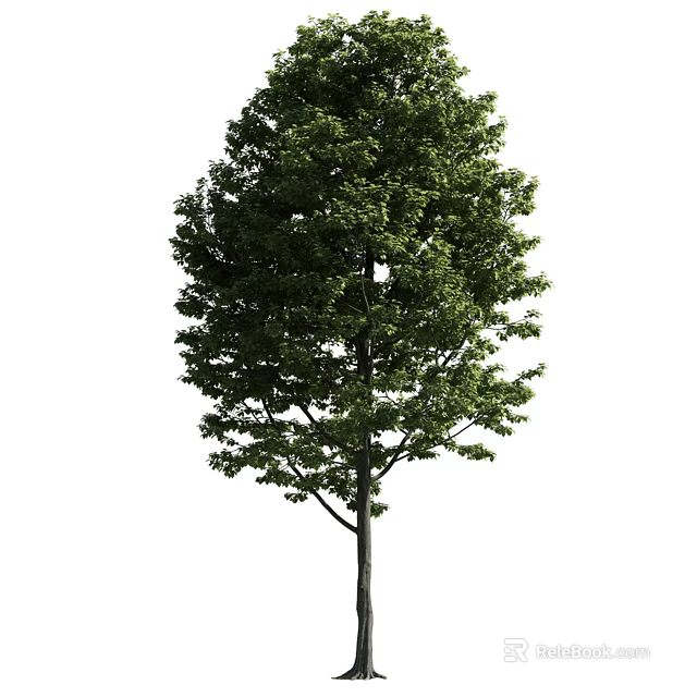 Tall Tree With Lush Green Foliage And Strong Straight Trunk In Nature 3d model 