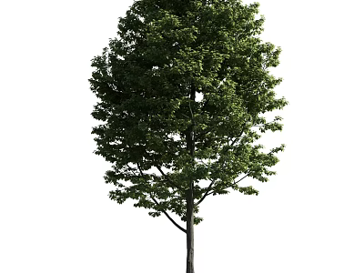 Tall Tree With Lush Green Foliage And Strong Straight Trunk In Nature 3d model