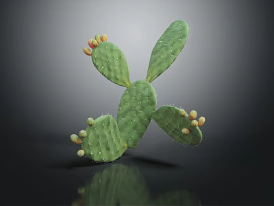 Cactus Plant with Flat Green Pads Small Yellow Red Fruits on Dark Reflective Background 3d model