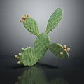 Cactus Plant with Flat Green Pads Small Yellow Red Fruits on Dark Reflective Background