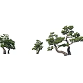 Various Shaped Pine Trees Featuring Curved Branches For Outdoor Garden Landscaping