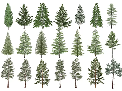 Modern Tree Landscape Tree Metasequoia Western Arauca Cedar Tree Tower Type Model Tree Coniferous Tree Riverside Wetland Plant Arbor 3d model