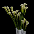 White Modern Vase With White Calla Lilies And Green Stems On Black Background