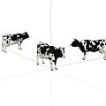Three Black And White Cows Standing In Open Green Pasture Field