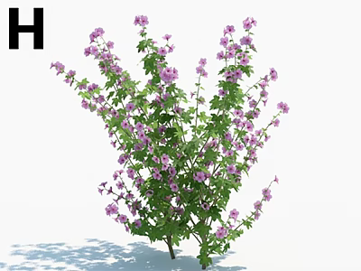 Vibrant Purple Flowering Shrub With Green Leaves In Garden Space 3d model