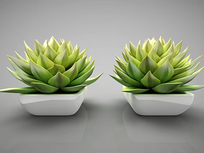 Modern Bonsai Potted Plants With Green Succulent Leaves And White Containers 3d model