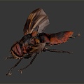 Modern fly insect cartoon fly animation fly anime fly anime character 3d model