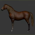 Brown Horse With Golden Mane White Muzzle And Light Colored Hooves Standing Against Gray Background