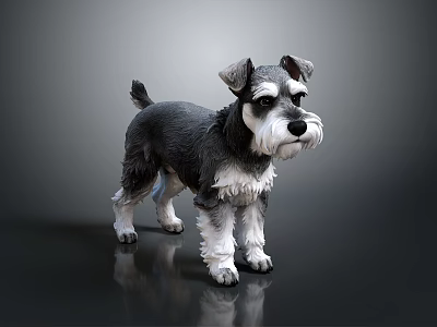 Black and White Schnauzer Dog Standing on Reflective Floor with Gray Background 3d model