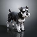 Black and White Schnauzer Dog Standing on Reflective Floor with Gray Background