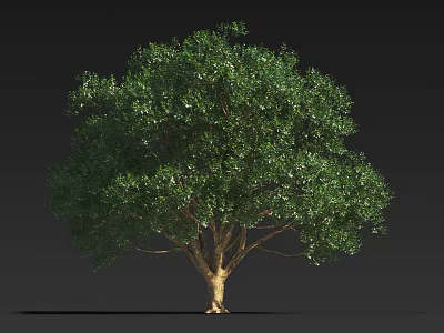Lush Green Arbor With Full Canopy And Brown Trunk Against Dark Background 3d model