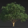 Lush Green Arbor With Full Canopy And Brown Trunk Against Dark Background