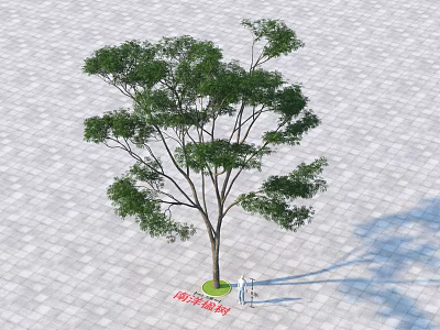 Arbor With Green Leaves Standing On Paved Ground Near Isolation Protection Block And Person 3d model