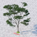 Arbor With Green Leaves Standing On Paved Ground Near Isolation Protection Block And Person