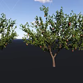 Tall Deciduous Arbor Trees With Green Leaves And Red Fruits In Garden