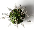 Elegant White Orchid Blooms in Gray Shallow Bowl Vase with Green Leaves