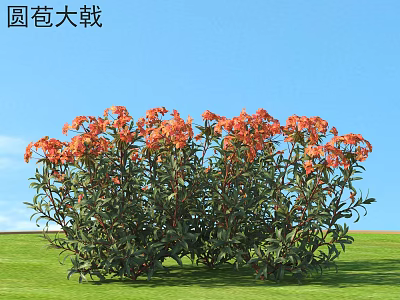 Euphorbia griffithii With Orange Flowers And Green Leaves Growing In Grass Under Blue Sky 3d model