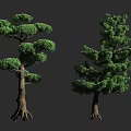Two Lush Green Trees With Thick Trunks And Exposed Roots