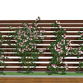 Climbing Pink And White Flowers On Wooden Fence For Garden Decoration