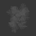 Lush Tropical Tree With Green Pinnate Leaves And Slender Trunks Appearance