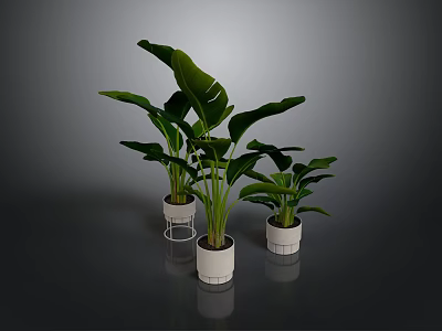 Large Leaf Green Plants In White Pots With Metal Stands For Interior Decor 3d model