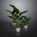 Large Leaf Green Plants In White Pots With Metal Stands For Interior Decor