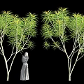 Two Trees With Long Green Leaves White Trunks Near Human Figure Statue On Black Background