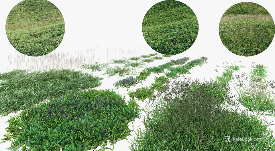 Various Green Grass And Plant Varieties With Different Textures And Foliage 3d model 
