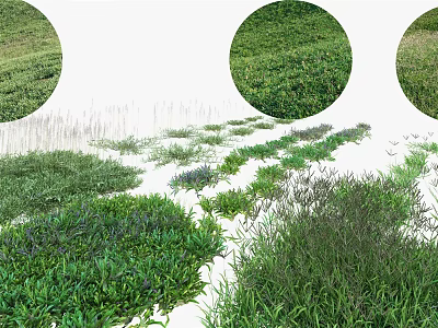 Various Green Grass And Plant Varieties With Different Textures And Foliage 3d model