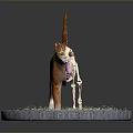 Detailed Cat Anatomy Model Showing Skeleton Internal Organs on Green Grass Base