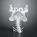 Detailed White Human Pelvis and Spine Anatomical 3D Model Structure 3d model