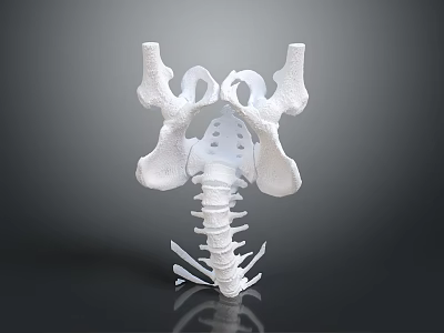 Detailed White Human Pelvis and Spine Anatomical 3D Model Structure 3d model