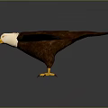 Eagle with White Head Brown Feathers Spreading Wings on Dark Background with Reflection