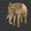 African Elephant With Large Ears Ivory Tusks And Wrinkled Skin On Dark Reflective Surface