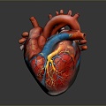 Heart Heart Human Heart Heart Anatomical Organs Human Organs Human Body 3d model