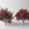 Two Arbor Trees With Red And Green Foliage And Small Fruits