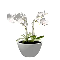 Potted Bonsai Plant with White Orchid Two Stems Green Leaves White Pot