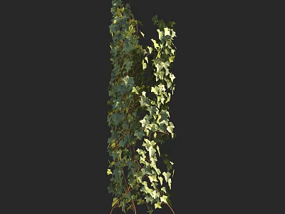 Lush Vine Plant With Green Leaves Climbing Upward Against Black Background 3d model