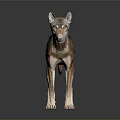 Wolf Dog With Brown White Black Fur In Standing Pose Against Gray Background And Reflective Floor