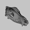 Detailed Animal Skull Specimen With Natural Bone Structure On Black Background