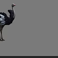 Realistic Ostrich Standing With Black White Feathers Blue Tail And Long Neck