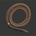 Long Brown Orange Coiled Snake With Ringed Body And Patterned Scales