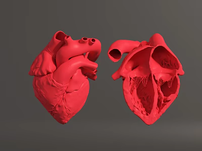 Human Heart Anatomical Model Displaying External And Internal Red Structures 3d model