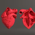 Human Heart Anatomical Model Displaying External And Internal Red Structures