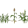 Garden Landscape With Various Corn Plants In Different Growth Stages