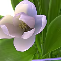 Purple Tulips Arrangement in Transparent Square Vase with Fresh Green Leaves