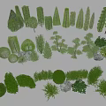 Various Shaped Garden Bushes With Different Sizes And Natural Green Foliage